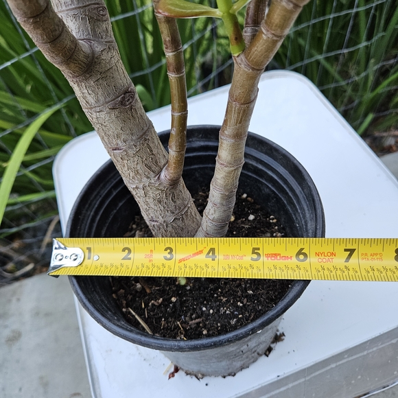 Ruby Jade - Picture 5 of 8